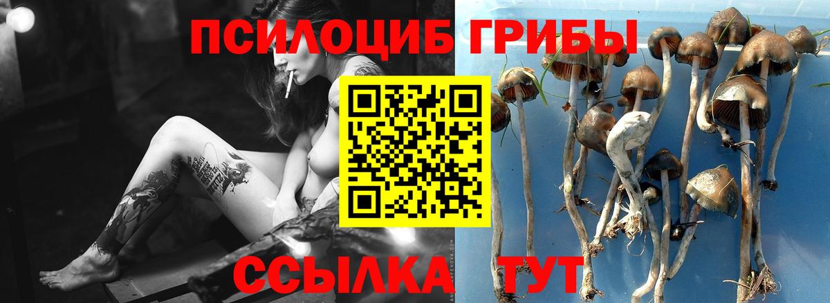 Галлюциногенные грибы Psilocybe Чусовой